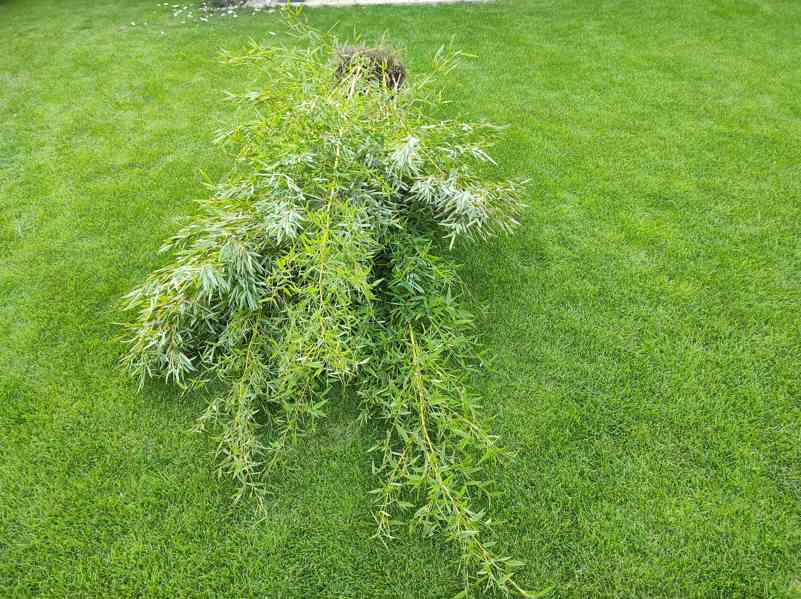 Bambus Phyllostachys Bissetii - foto 8