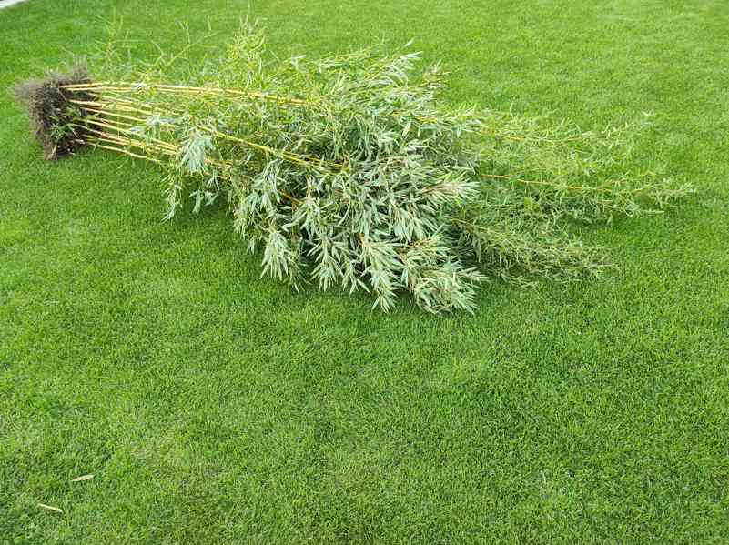 Bambus Phyllostachys Bissetii - foto 9