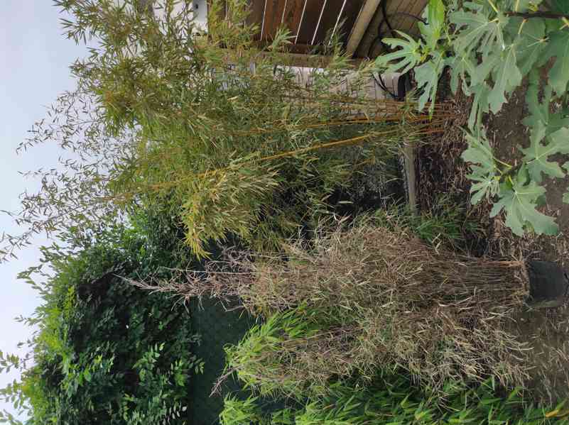 Bambus Phyllostachys Bissetii - foto 11