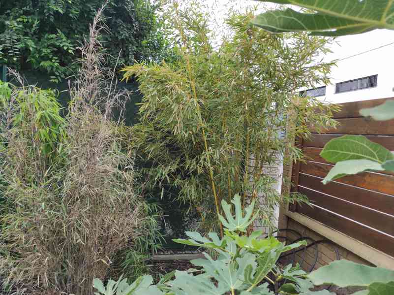 Bambus Phyllostachys Bissetii - foto 15