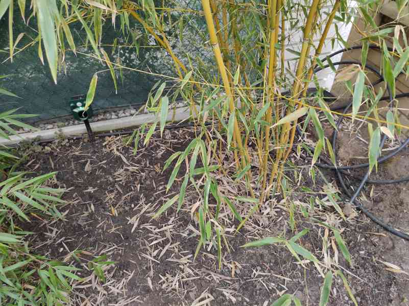 Bambus Phyllostachys Bissetii - foto 12