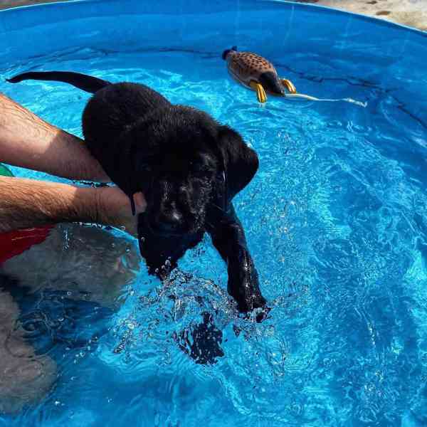 Štěně labradora hledá nový domov - foto 3
