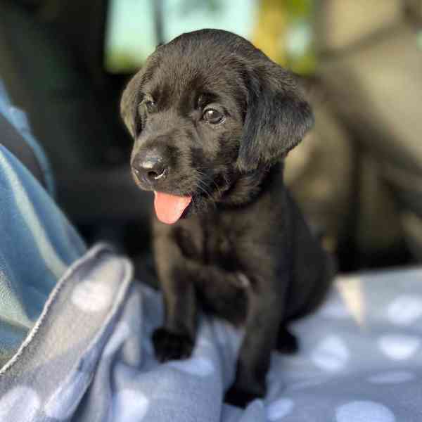 Štěně labradora hledá nový domov - foto 2