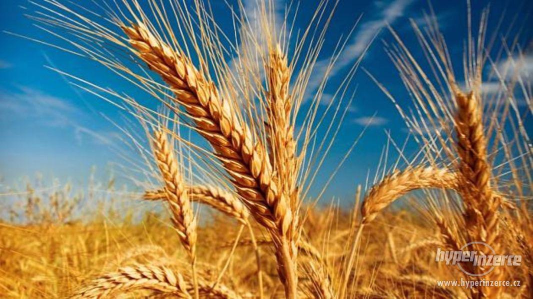 Obilí - foto 1