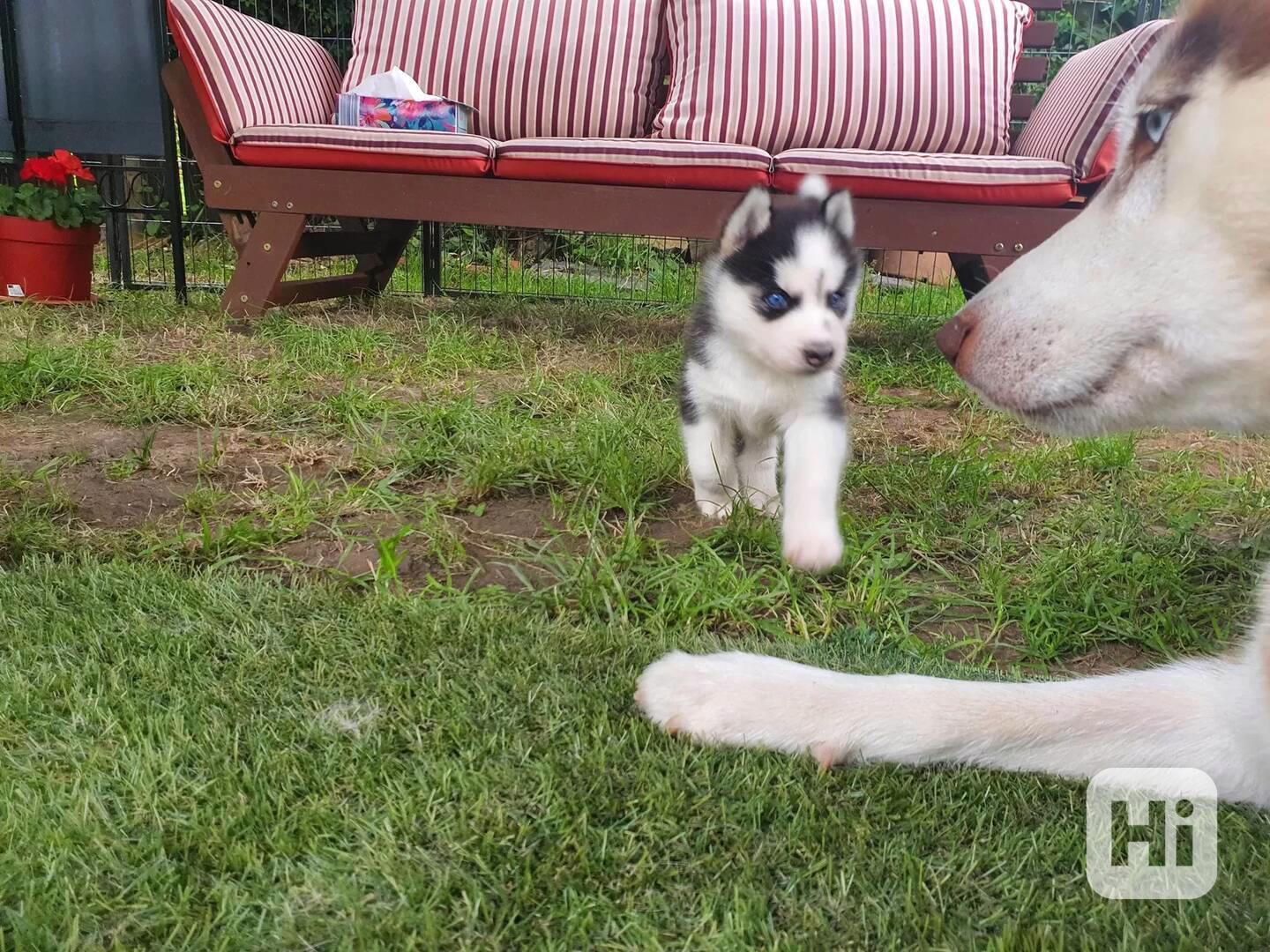 Roztomilá štěňata sibiřského huskyho k dispozici. - foto 1