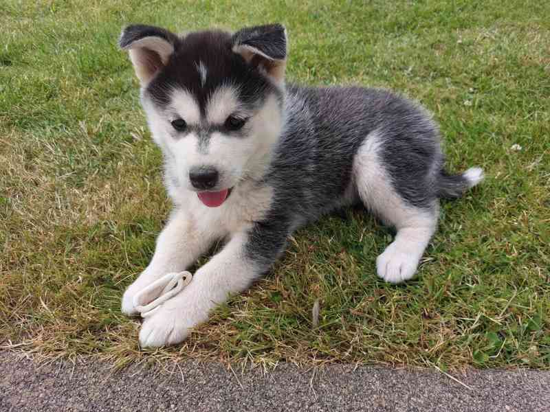 Roztomilá štěňata sibiřského huskyho k dispozici. - foto 3