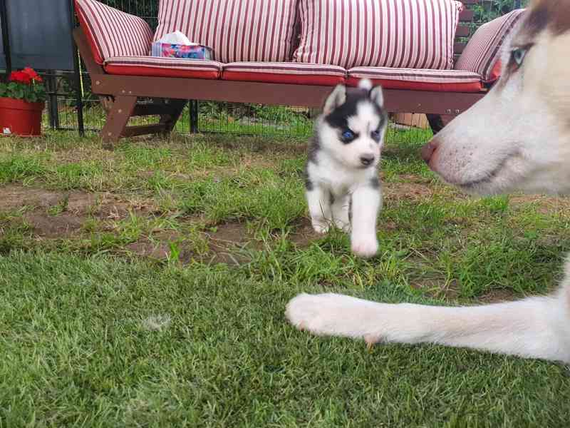 Roztomilá štěňata sibiřského huskyho k dispozici. - foto 1