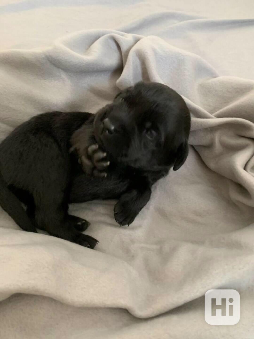 Dvě štěňata labradora - foto 1