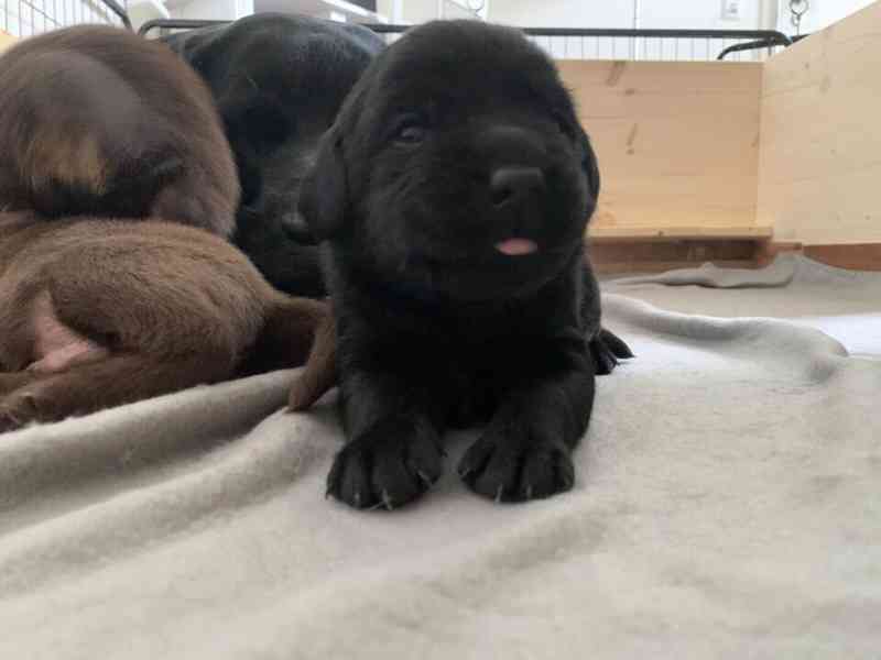 Dvě štěňata labradora - foto 2