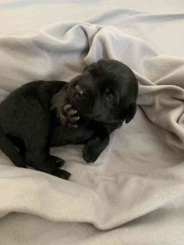 Dvě štěňata labradora - foto 3