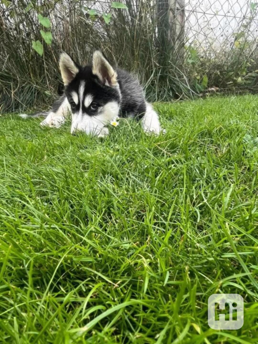 Sibiřský husky štěňata na prodej s PP - foto 1