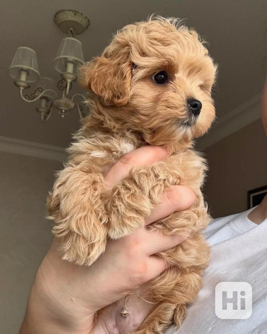 Nabízíme krásná štěňata Maltipoo F1. - foto 1