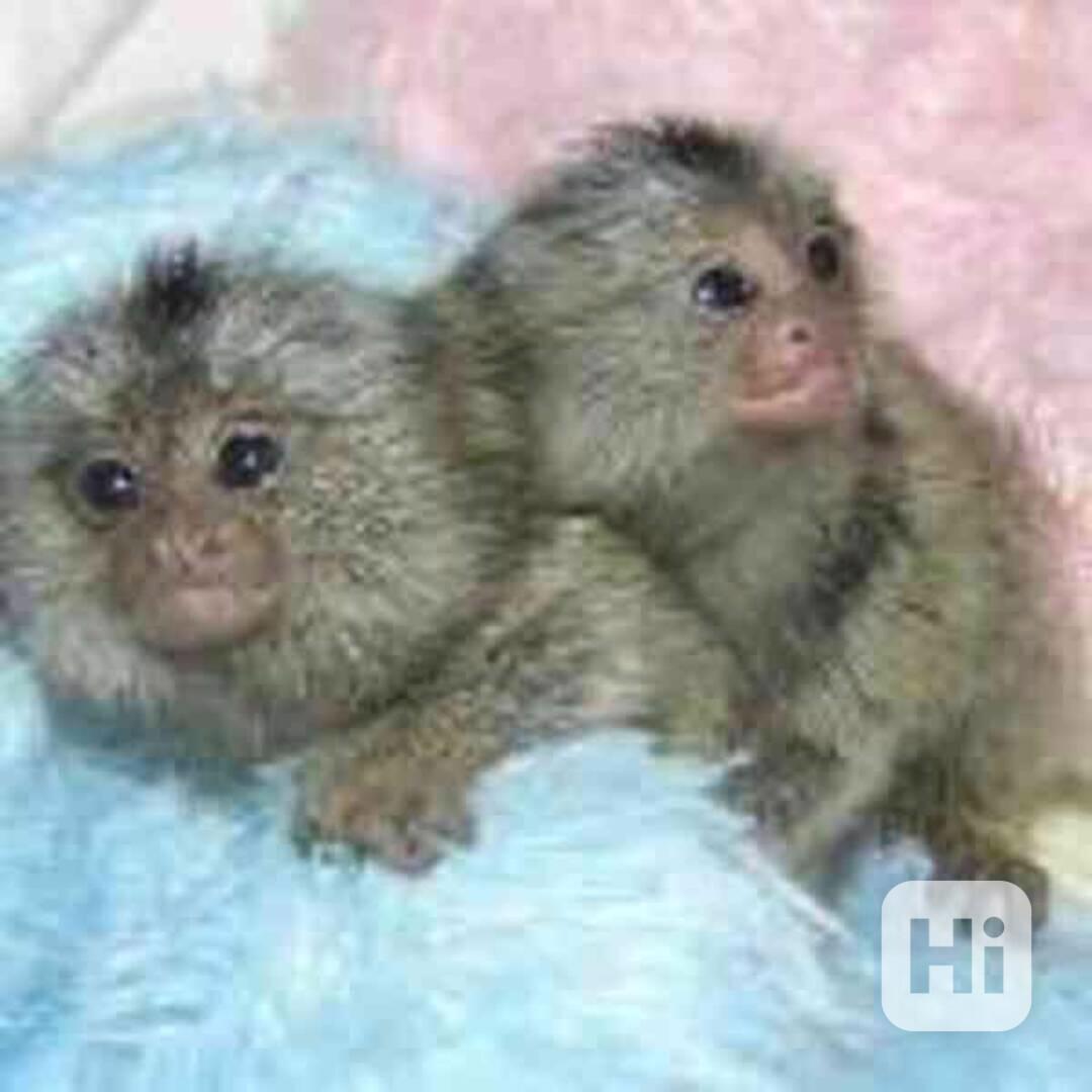 inteligentní opice kosmany  k adopci - foto 1