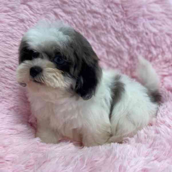 Shih tzu holčicky - foto 1