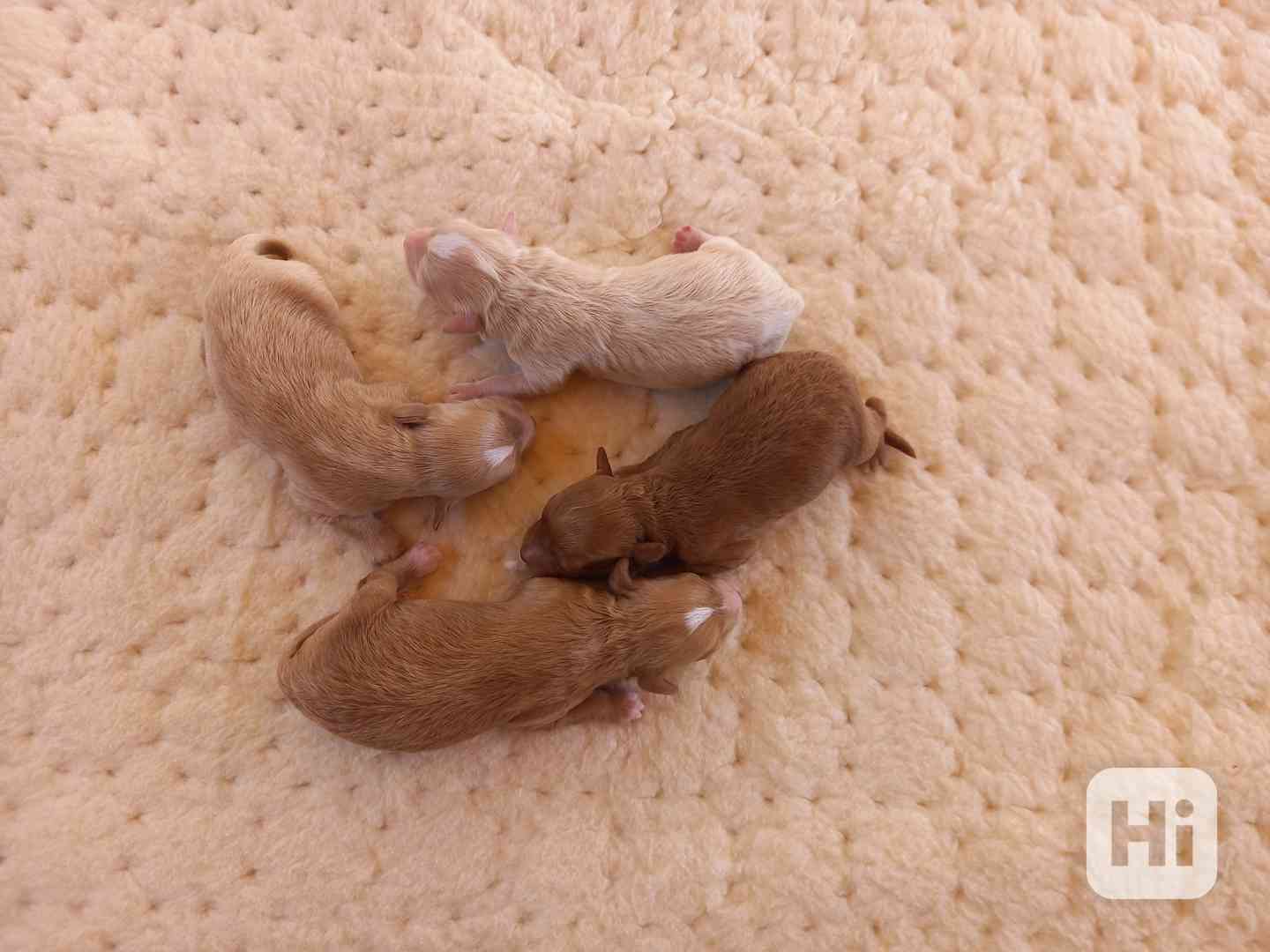 Maltipoo f2 - foto 1