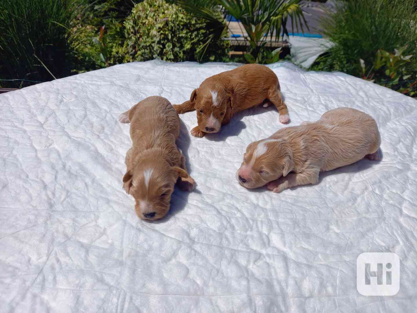 Maltipoo  - foto 1