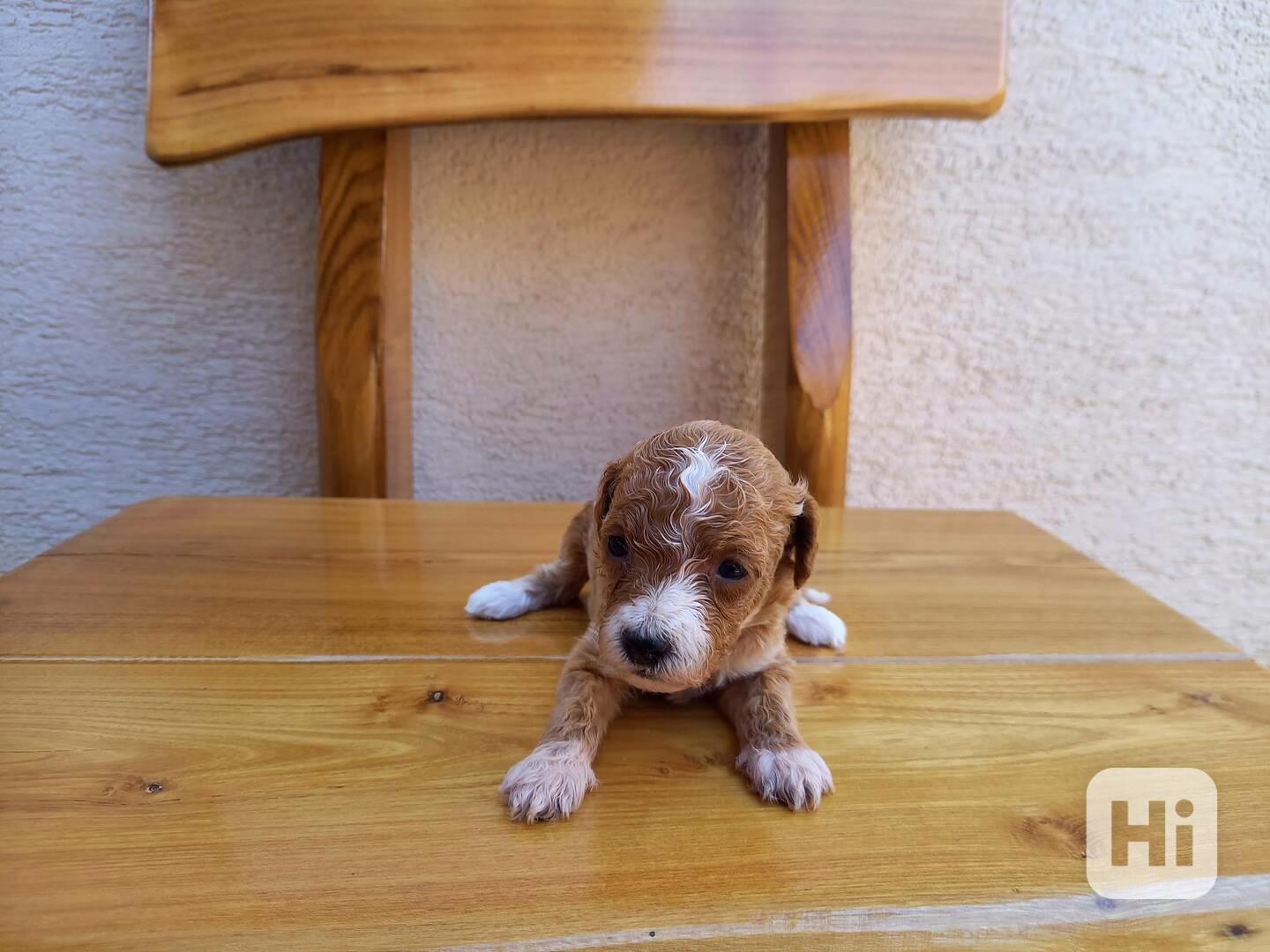 Maltipoo  - foto 1