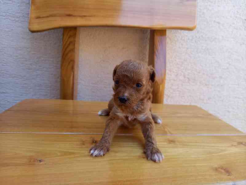 Maltipoo  - foto 2