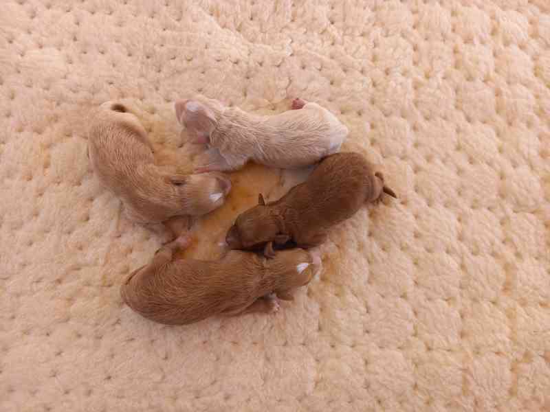 Maltipoo f2 - foto 1