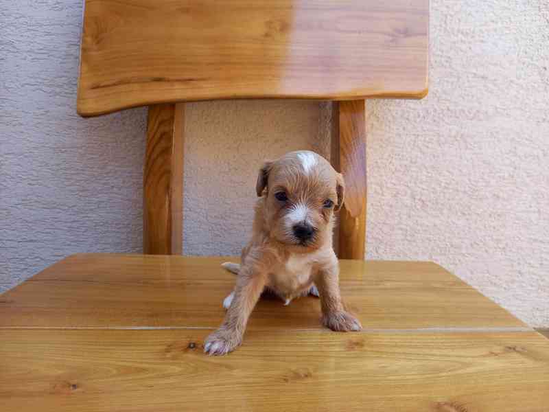 Maltipoo  - foto 3
