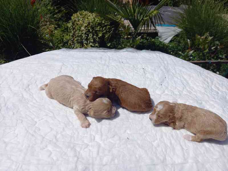 Maltipoo  - foto 5