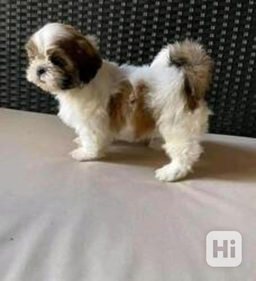 Štěňata Shih Tzu k dispozici - foto 1