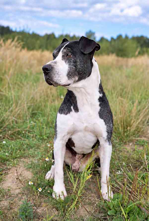 BUTCH - psík 8 let  - foto 2