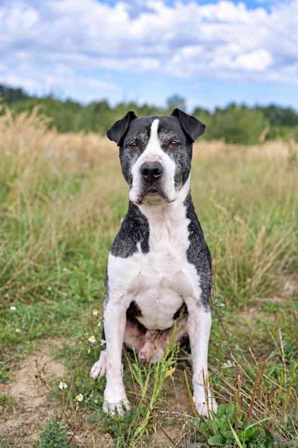 BUTCH - psík 8 let  - foto 3