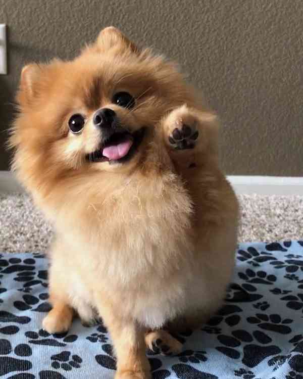 pomeranian pes - foto 1