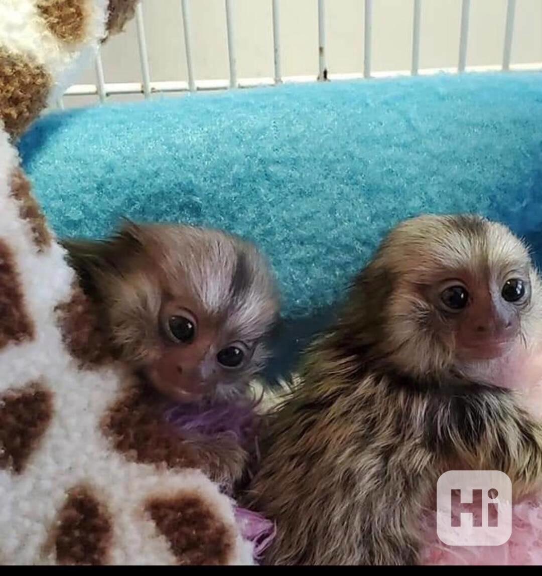 Rozkošné opice kosmani - foto 1