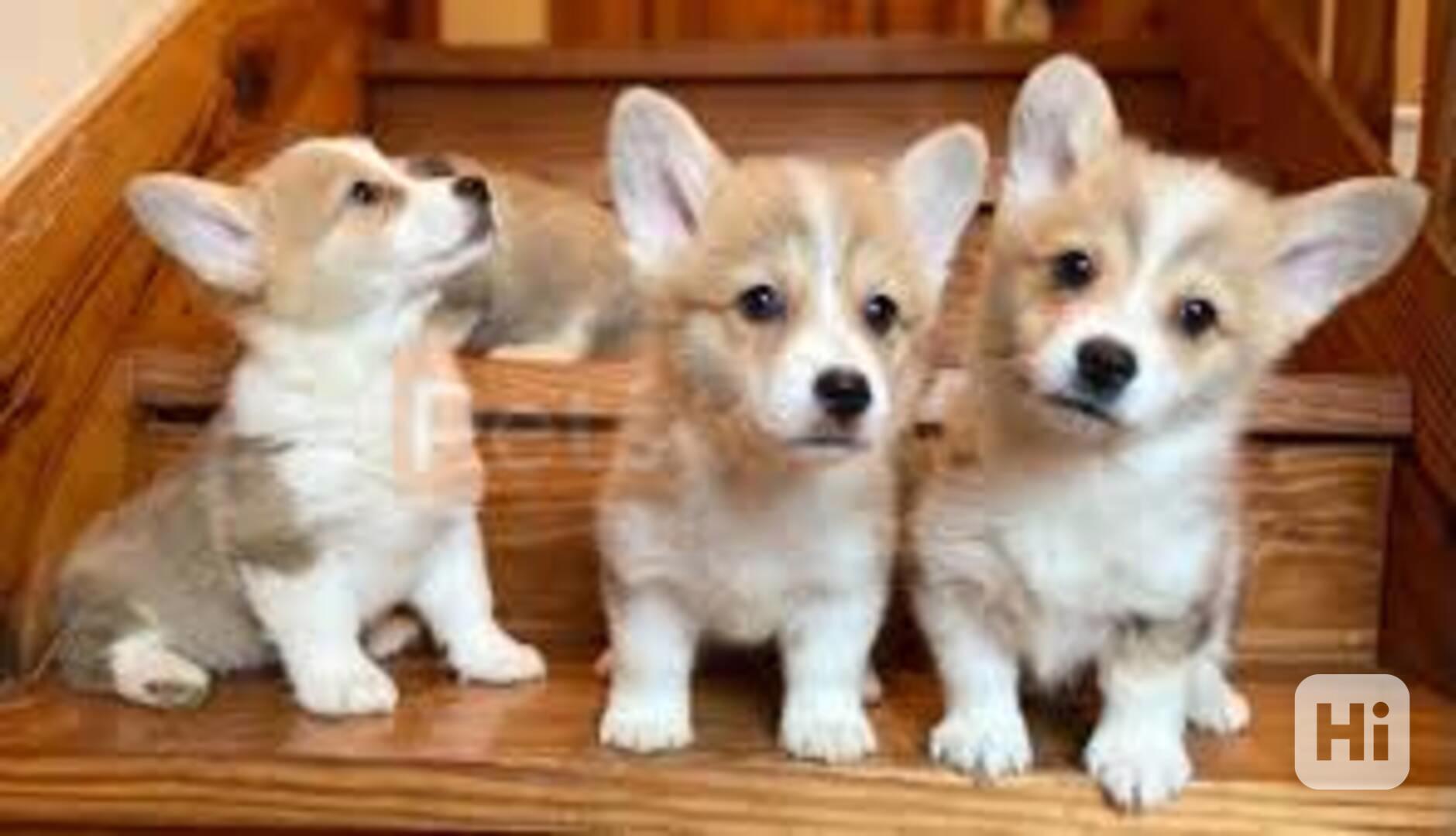 Pembroke štěňata Welsh Corgi - foto 1