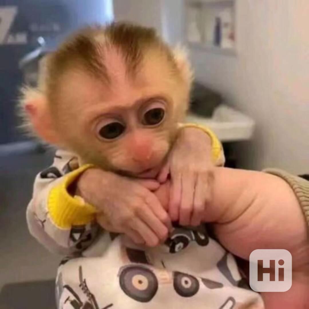 Domácí kapucínské opice k prodeji a adopci - foto 1