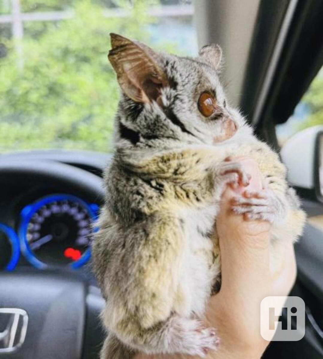 Opice Galago k dispozici - foto 1