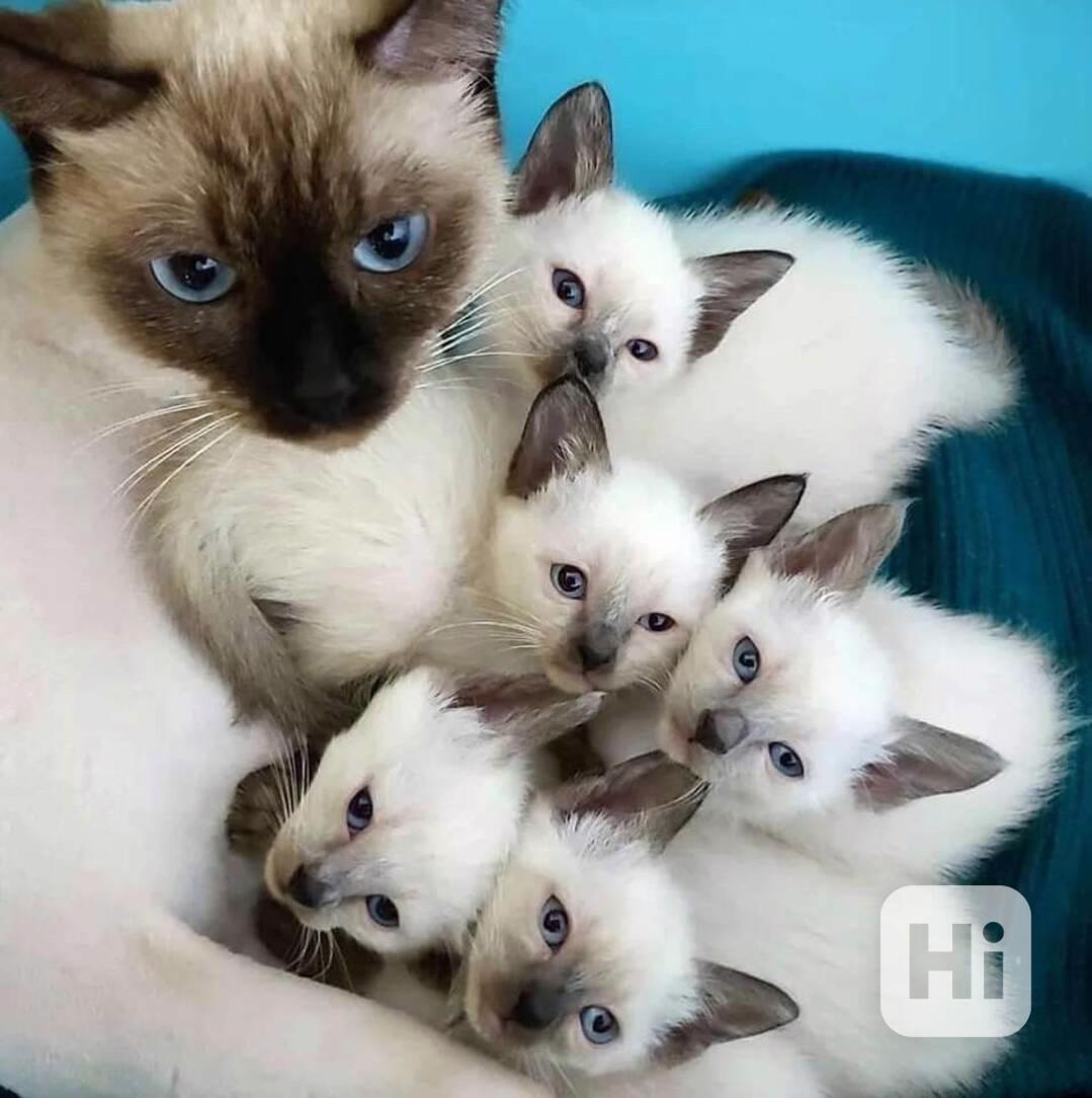  Siamská koťátka k volné adopci  - foto 1
