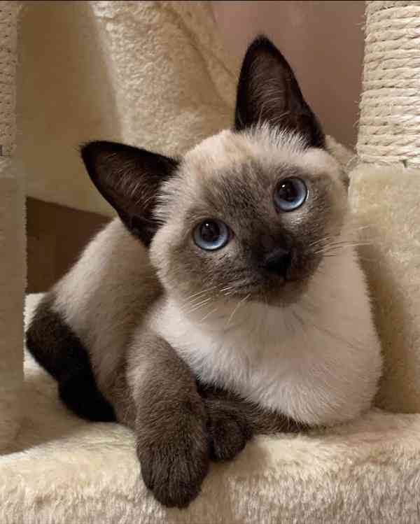  Siamská koťátka k volné adopci  - foto 2