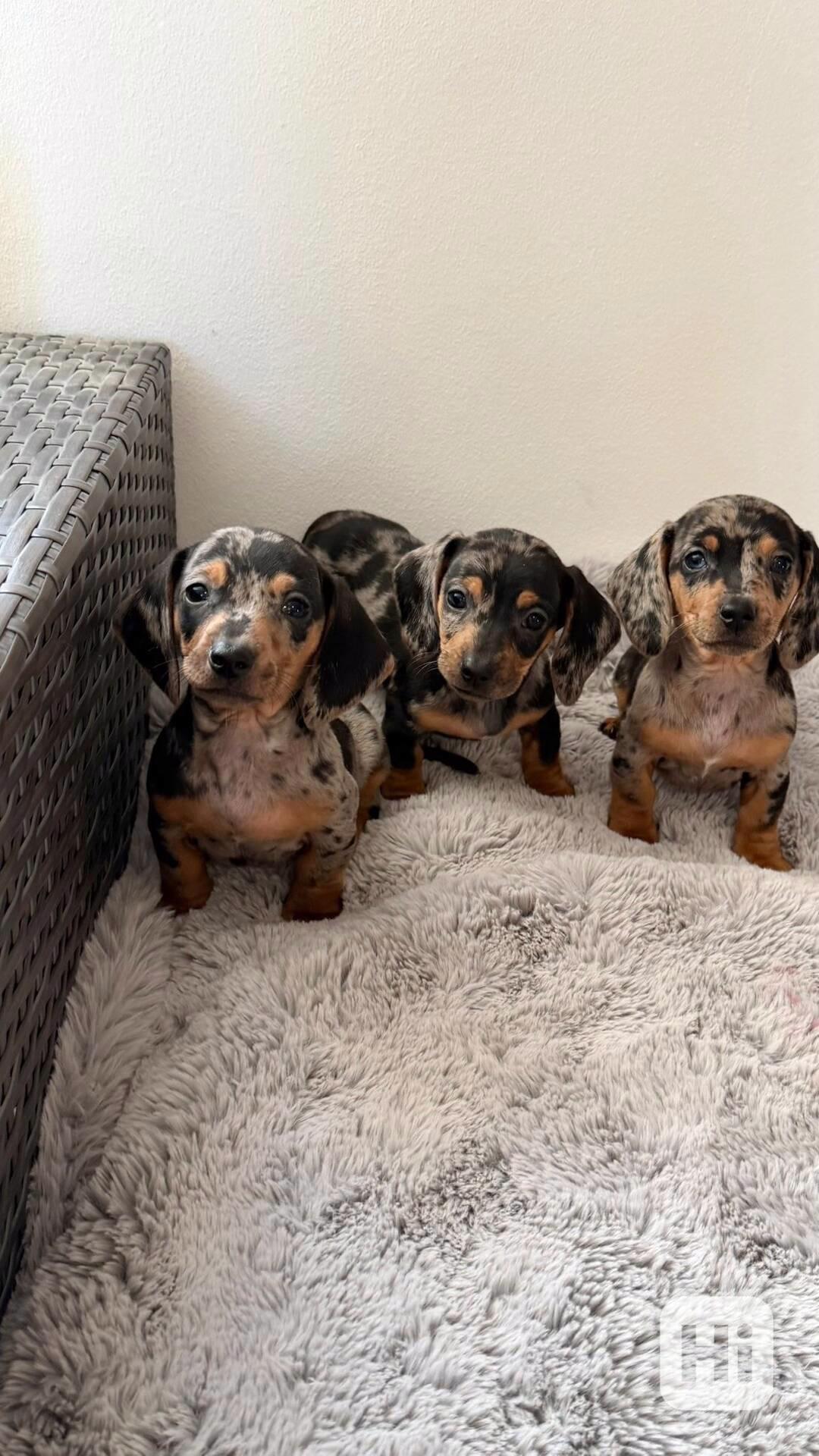 Merle Jezevčík hladkosrstý trpasličí bez PP - foto 1