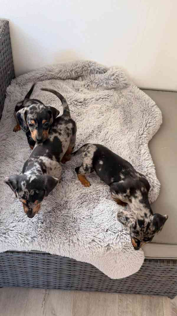 Merle Jezevčík hladkosrstý trpasličí bez PP - foto 3