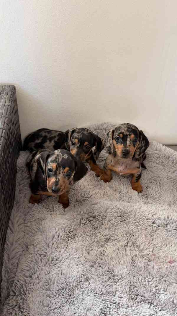 Merle Jezevčík hladkosrstý trpasličí bez PP - foto 2