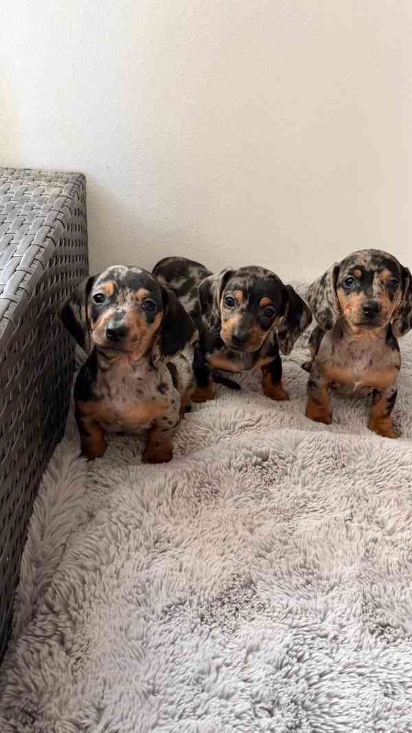 Merle Jezevčík hladkosrstý trpasličí bez PP - foto 1