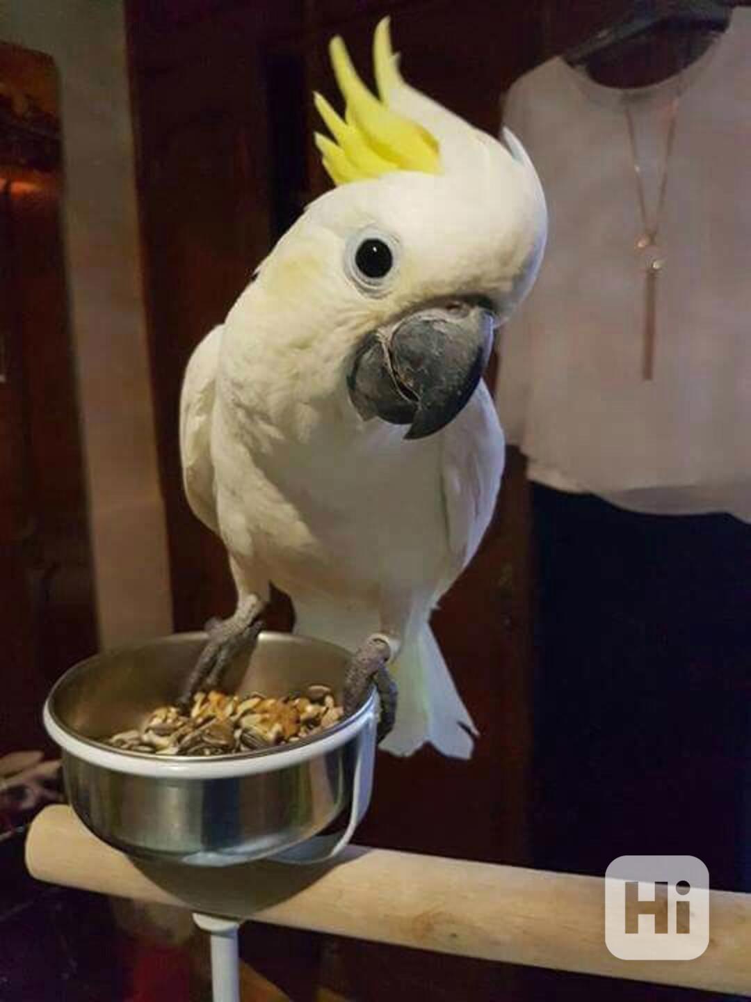 2 papoušci kakadu Deštník nyní k bezplatné adopci    - foto 1