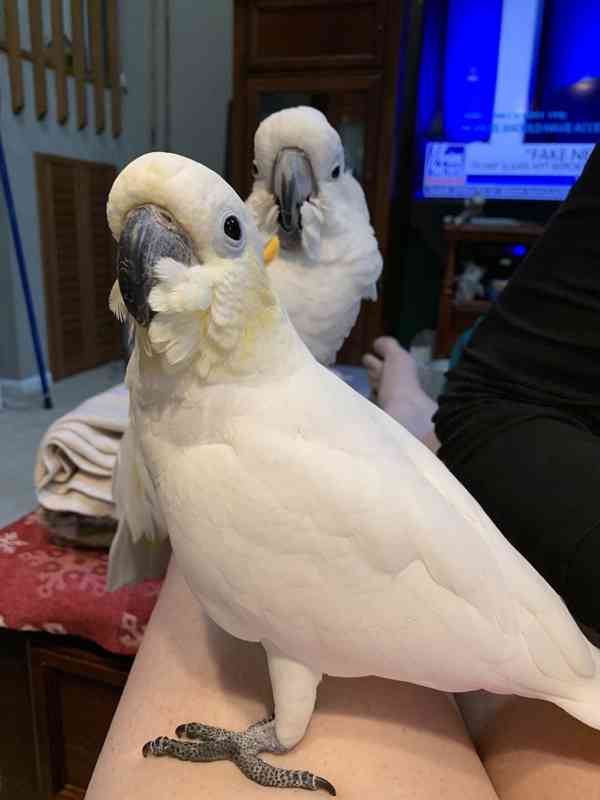 2 papoušci kakadu Deštník nyní k bezplatné adopci    - foto 2