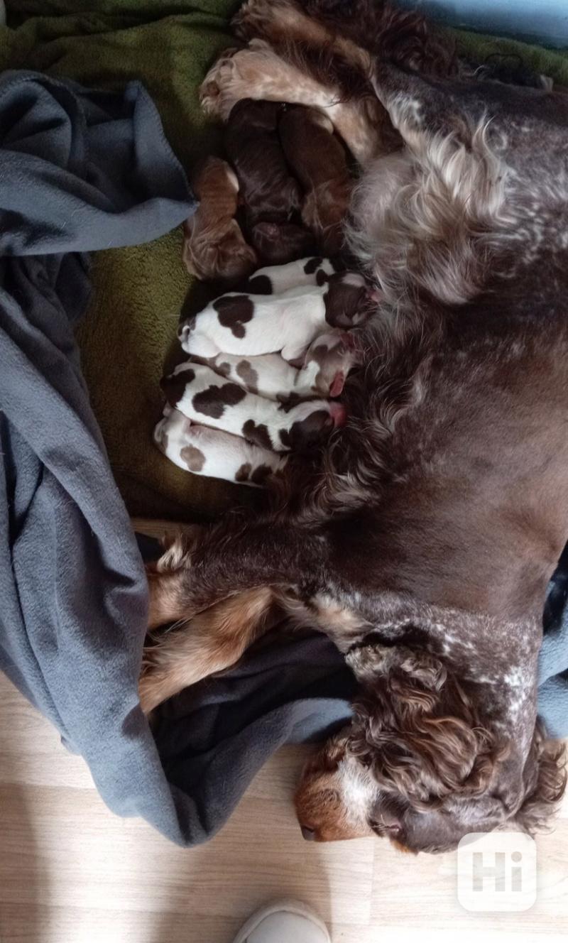 Zbývá 1 pejsek a 3 holky z výstavních kokršpanělů - foto 1