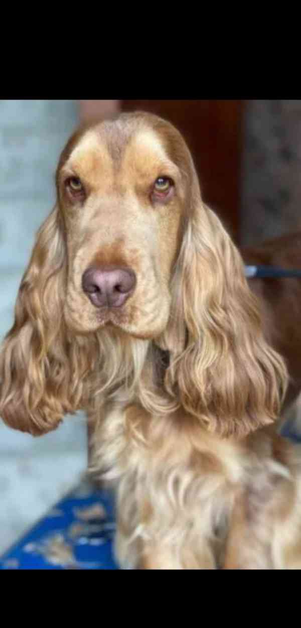 Zbývá 1 pejsek a 3 holky z výstavních kokršpanělů - foto 2