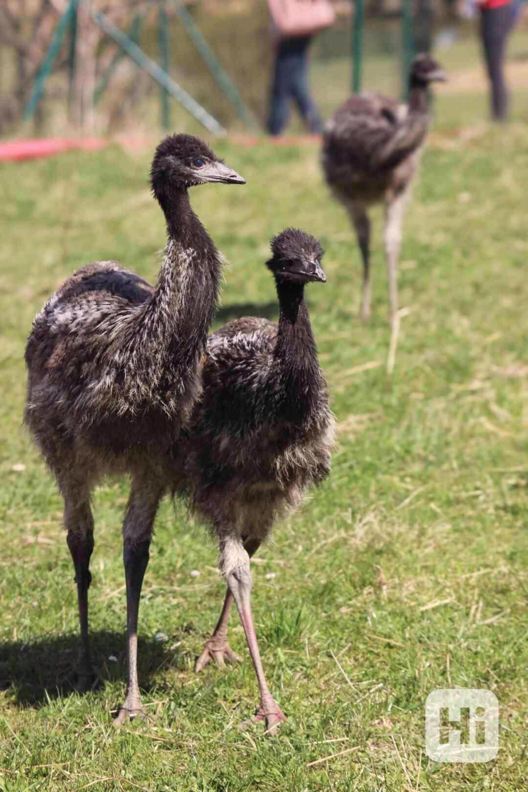 Emu hnědý - foto 1