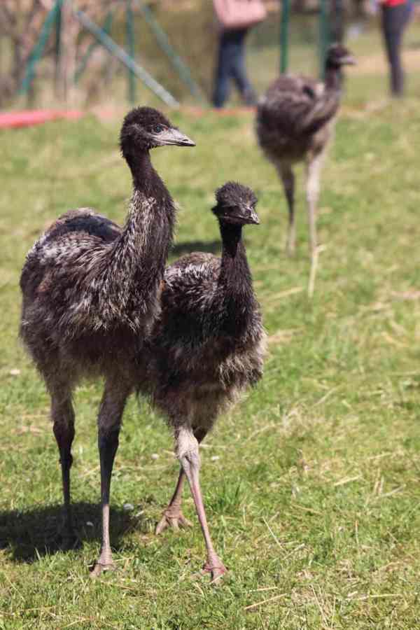 Emu hnědý - foto 1