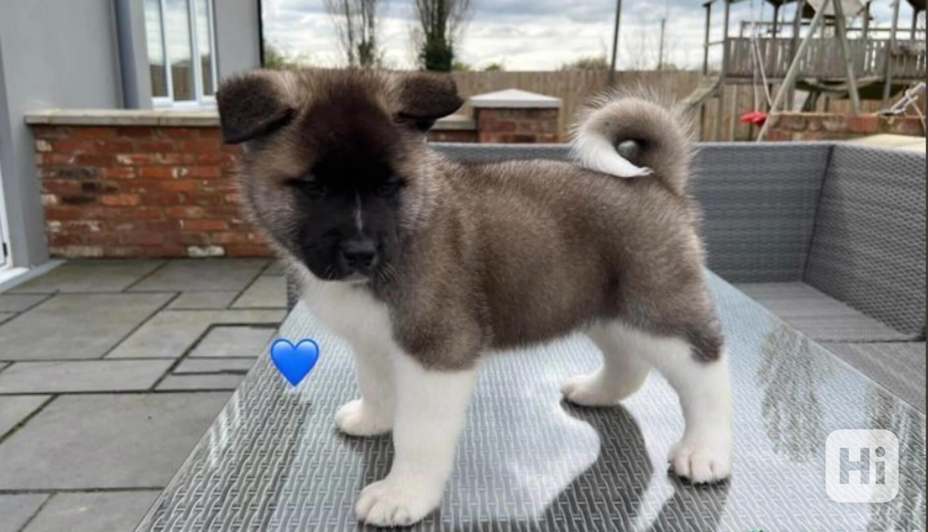 Nádherná štěňátka American Akita jsou k dispozici do nových  - foto 1