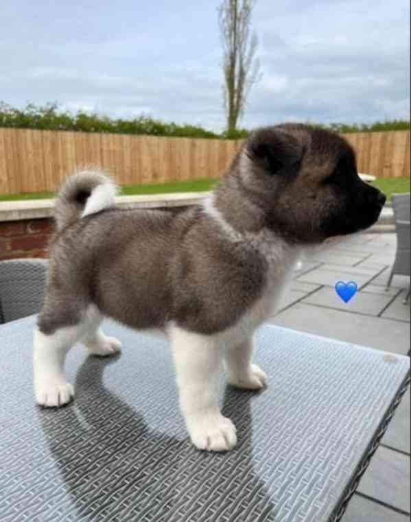 Nádherná štěňátka American Akita jsou k dispozici do nových  - foto 4