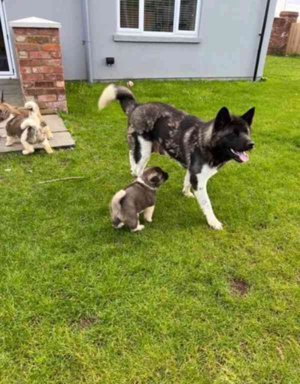 Nádherná štěňátka American Akita jsou k dispozici do nových  - foto 5