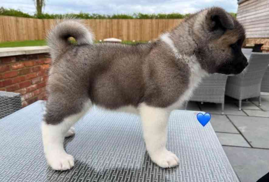 Nádherná štěňátka American Akita jsou k dispozici do nových  - foto 2