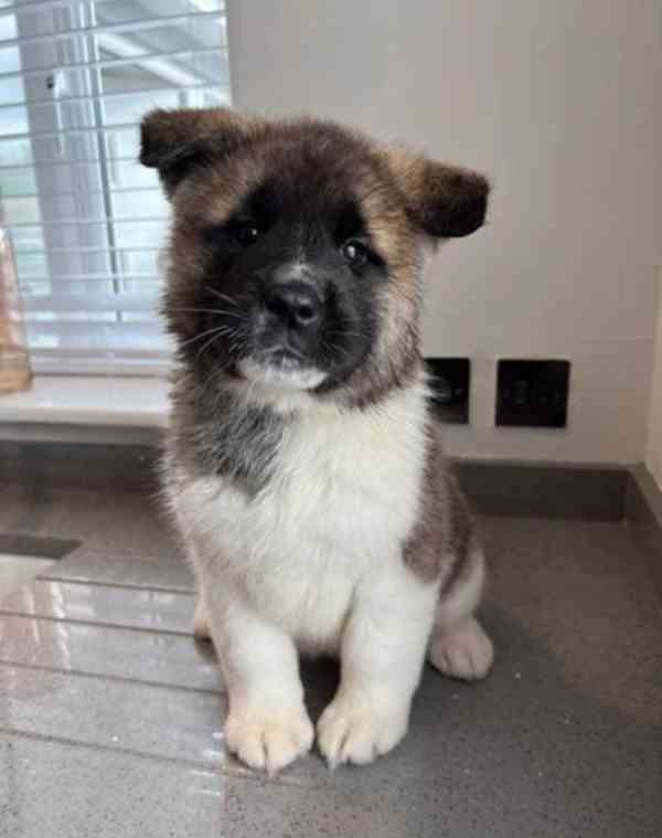 Nádherná štěňátka American Akita jsou k dispozici do nových  - foto 3
